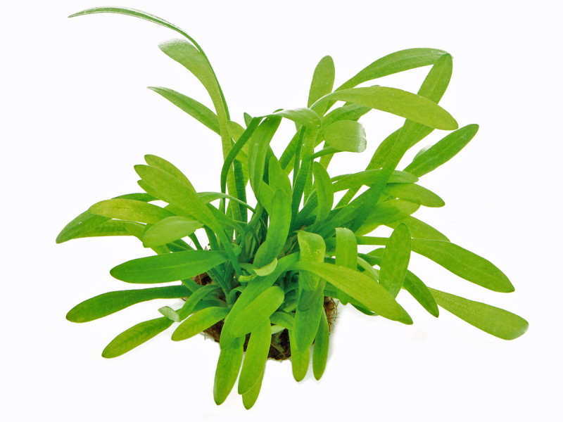 Preview: Flutendes Pfeilkraut - Sagittaria subulata